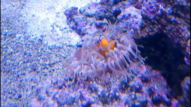 Клоун оцелярис "Снежинка" в симбиозе с краснотелой актинией смотреть онлайн