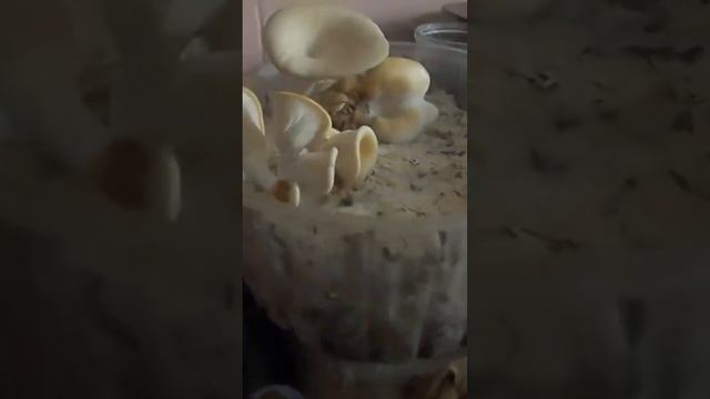 кусочки грибов на кофейной гуще Грибы Вешенка на кофе смотреть онлайн