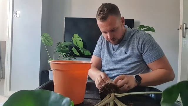 Repotting My Alocasia Stingray