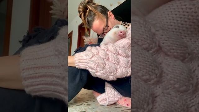 Самый довольный свин, которого вы когда-либо видели смотреть онлайн