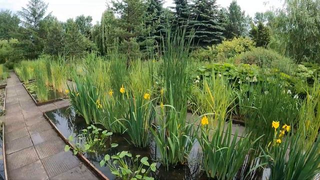 ПОЧЁМ ТРАВА для пруда? ТРИ победителя. Конкурсы. Берём растения в питомнике имени Марченко. смотреть онлайн