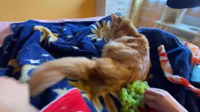 Дождик☔️В салоне у Игутаса?Мега массажёр?Котики?Наборы для вышивки? смотреть онлайн