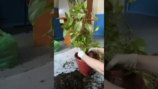 Сциндапсус гүліне суды шылқытып қуйыуға болмайды. смотреть онлайн