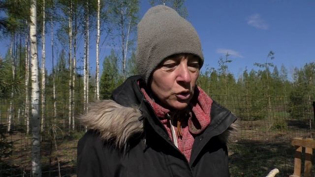 ВЫРУБКА ЛЕСА И ПОЧЕМУ НЕ СТОИТ ОТДАВАТЬ ЖИВОТНЫХ В ПРИЮТ Mežavairogi ! смотреть онлайн