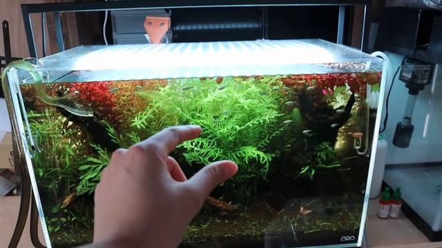 Adding GOLD TETRAS to the NATURE STYLE AQUARIUM!! смотреть онлайн