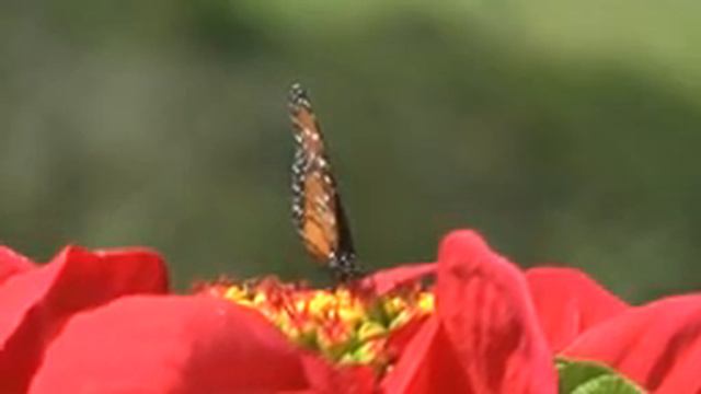 Лечебная музыка для сердца и сосудов | Музыка для глубокого сна и расслабления для души смотреть онлайн