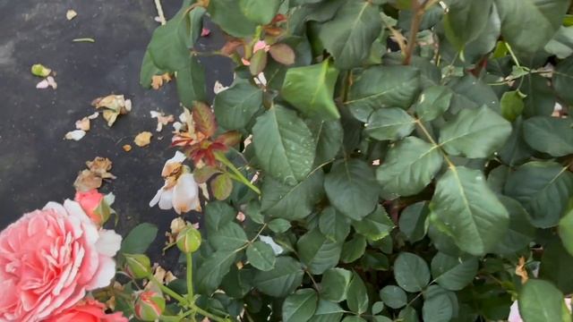 Роза Лоран Каброль (Laurent Cabrol). Самый ароматный шраб!. Питомник растений Е. Иващенко