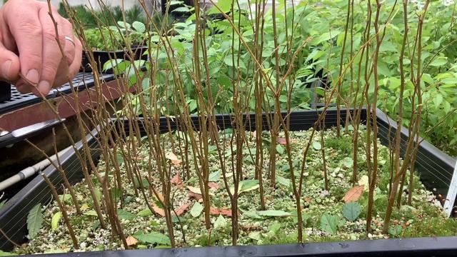 Bonsaify | Tips For Early Development Of Zelkova Bonsai