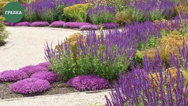 РЕШАЙТЕСЬ! Полная инструкция по выращиванию лаванды из семян смотреть онлайн