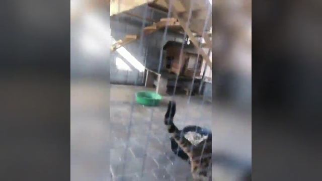 Пожар у Лейбл Элвин Грей Мюзик. смотреть онлайн