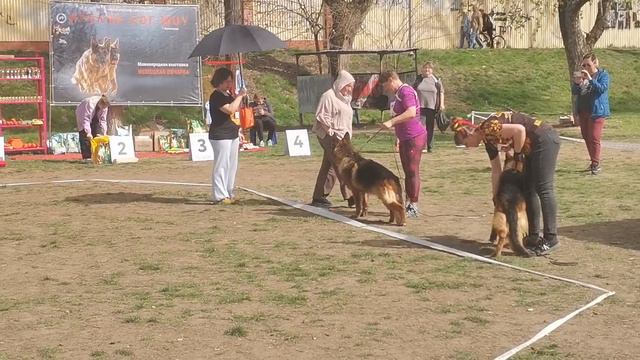 Ветераны кобели 2