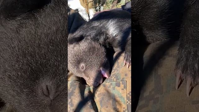 МЕДВЕЖАТА СПЯТ МИЛОТА смотреть онлайн