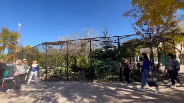 БЕССТРАШНАЯ семья павлинов решила поселиться СРЕДИ ЛЬВОВ, Олег Зубков вынужден их спасать! смотреть онлайн