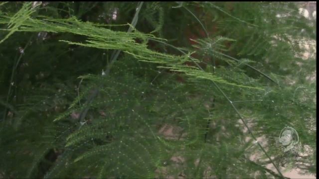 Аспарагусы какие они, и что любят? смотреть онлайн