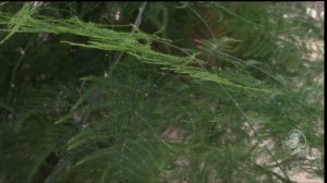 Аспарагусы какие они, и что любят?