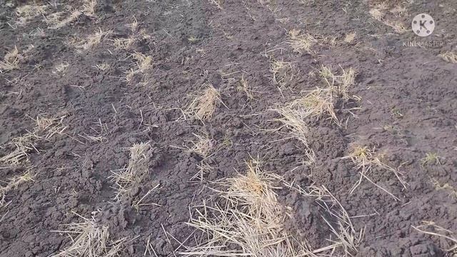 "Сила в сочетании: как работают пружины и зубья в современных боронах" смотреть онлайн