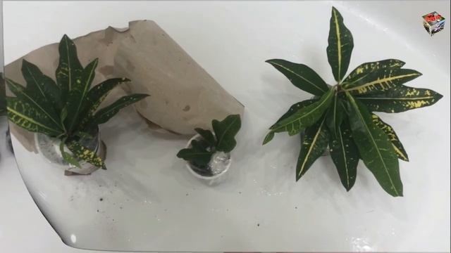 КРОТОН Gold Moon ВЕСЬ в ПАУТИННОМ КЛЕЩЕ. Как вытравить клеща с первой попытки с помощью АнтиклещПро смотреть онлайн