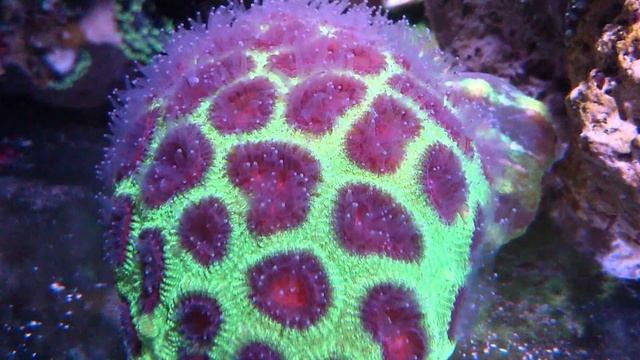 Создатели островов / Коралловые острова и другие факты о море смотреть онлайн