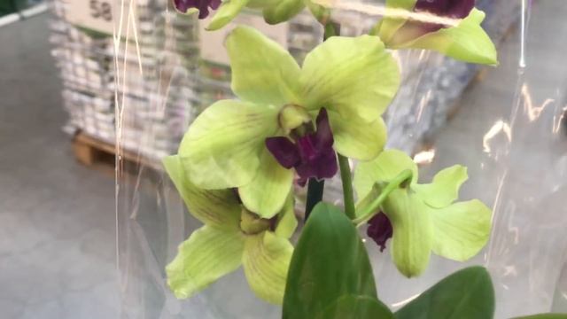 Свежий завоз орхидей в Леруа Мерлен 3 марта 2020 г. Много редких орхидей к празднику!! смотреть онлайн