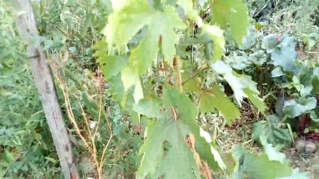 Прививки винограда,черное в зеленое.Результат. смотреть онлайн