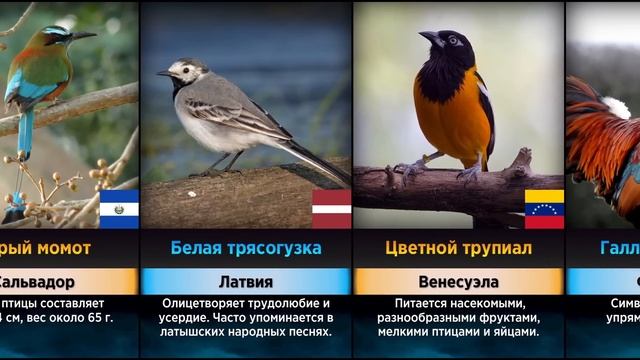 Национальные Птицы // Символы Стран (Сравнение) смотреть онлайн