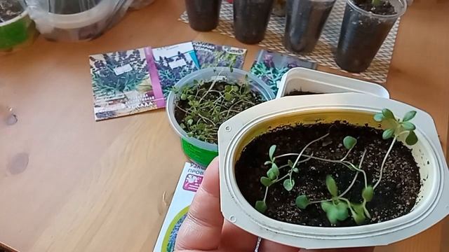 Рассада Лаванды три недели спустя после посева. Разные сорта. смотреть онлайн