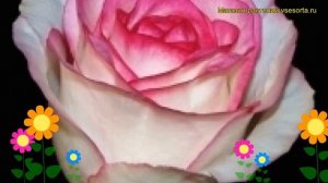 Роза чайно-гибридная Дольче Вита. Краткий обзор, описание характеристик Dolce Vita