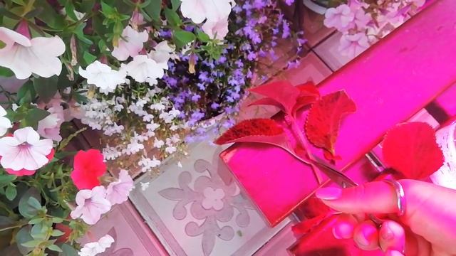 КАК СОХРАНИТЬ КОЛЕУСЫ В ЗИМУ.ЗАНИМАЮСЬ ЧЕРЕНКОВАНИЕМ КОЛЕУСОВ. смотреть онлайн