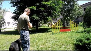 Дрессировка собак жесты:сидеть,лежать.