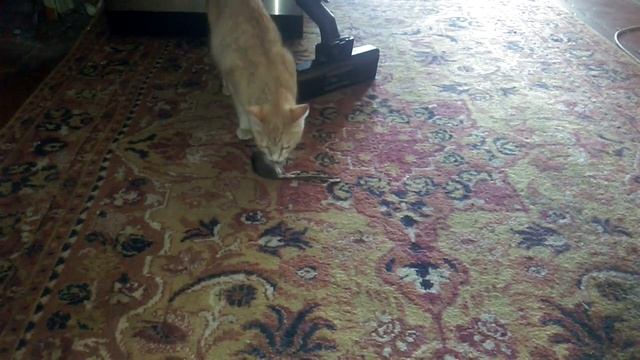 Кошка мама учит котенка как надо ловить мышей смотреть онлайн