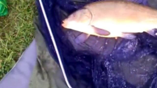 Peche au method et au feeder 9,5 kilos de poisson смотреть онлайн