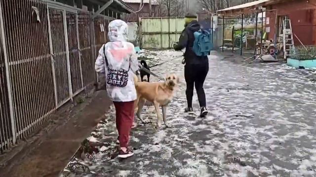 Добрые дела Команды Альфа. Приют "Ржевка" смотреть онлайн