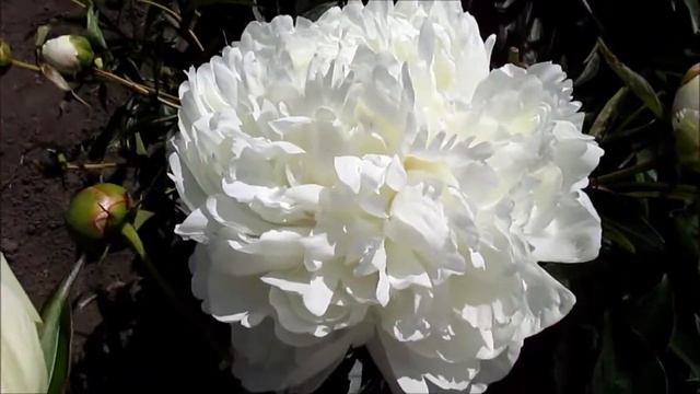 Глэдис Ходсон поздний белый пион смотреть онлайн