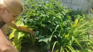 Древовидный пион. Обрезка древовидного пиона