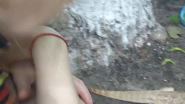 Ящерица Агама смотреть онлайн