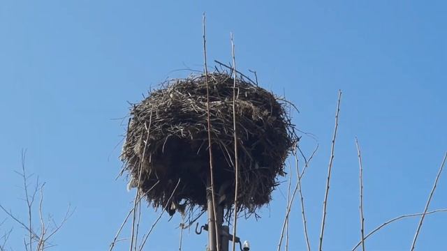 Хитрые воробьи наделали себе гнёзд в аистином гнёздышке и развлекаются :) смотреть онлайн