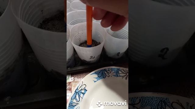 ПОСАДКА ТОМАТОВ В 2023Г. ЧАСТЬ 2. ОГОРОД НА КУБАНИ. shorts# смотреть онлайн