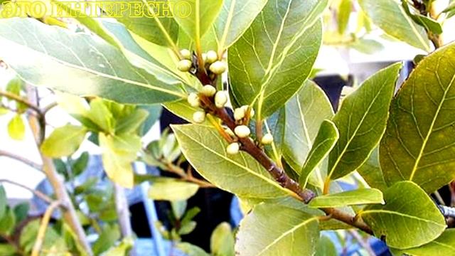 Лавровый Лист.Магические Свойства Лаврового Листа-Исполняет Желания,Приносит Удачу,Здоровье, Любовь смотреть онлайн