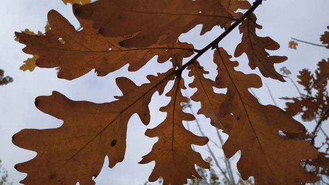 19 ноября/ДЕНЬ ПАВЛА ИСПОВЕДНИКА/Отчитка от БЕДЫ/Приметы смотреть онлайн