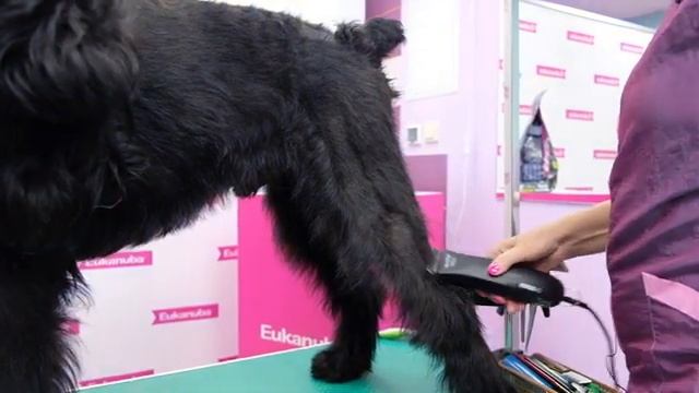 Груминг РИЗЕНШНАУЦЕРА смотреть онлайн