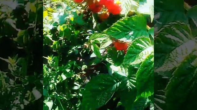 Ну очень вкусная малинка! смотреть онлайн