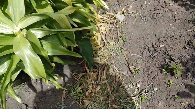 Белый древовидный пион во всей красе. Этот пион сильно пахнет. смотреть онлайн