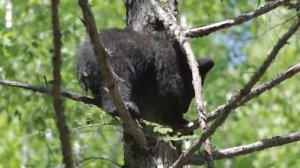 Маша. Мишкина берлога.