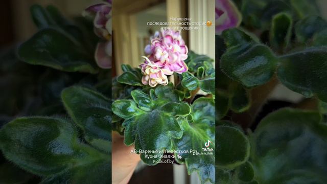 🐇🌸АВ-Варенье из Лепестков Роз. Уникальный сорт. смотреть онлайн