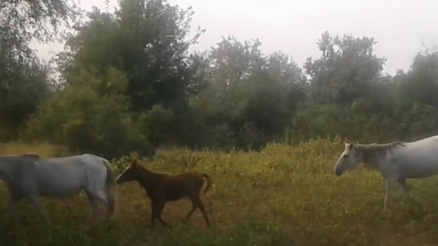 Пошли на рыбалку а поймали лошадей смотреть онлайн