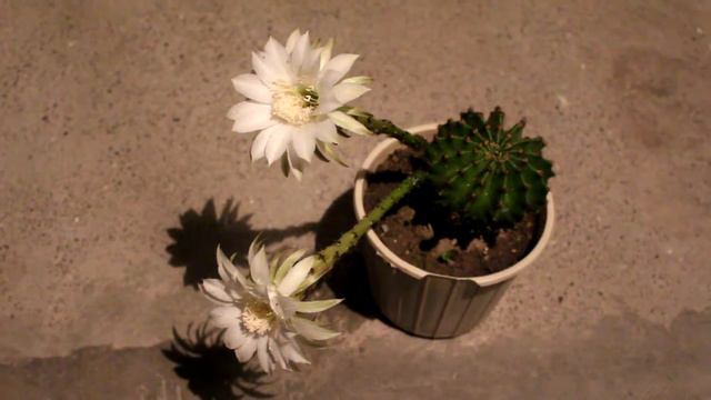 Наш эхинопсис зацвел! / Our Echinopsis blossomed! смотреть онлайн