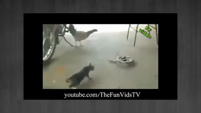 приколы с животными лучшее смотреть онлайн