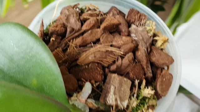 Оставила БЕЗ ПРИСМОТРА Орхидею "Дикий Кот" ? Орхидеи в ЗАКРЫТЫХ СИСТЕМАХ ПОСАДКИ смотреть онлайн