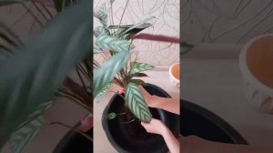 Ктенанта. Пересадка Ктенанты.