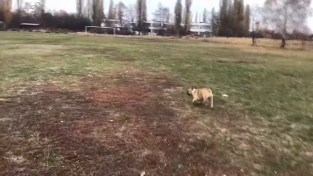 Игры с французским бульдогом / Что такое пуллер ? смотреть онлайн